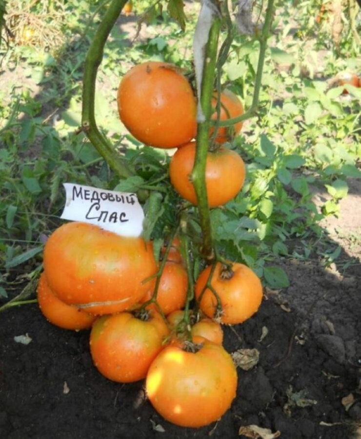 томат медовый спас плюсы и минусы сорта