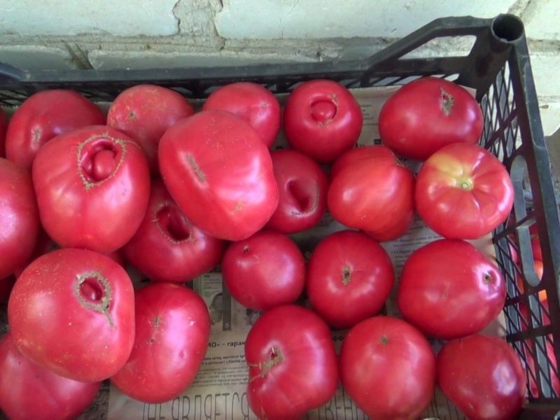 урожайность томата вельможа