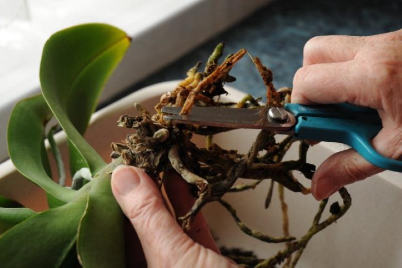 подготовка орхидеи к реанимации