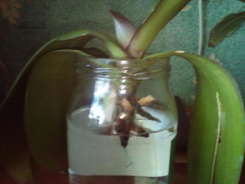 реанимация орхидеи в воде