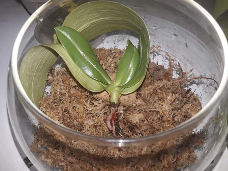 реанимация орхидеи во мхе
