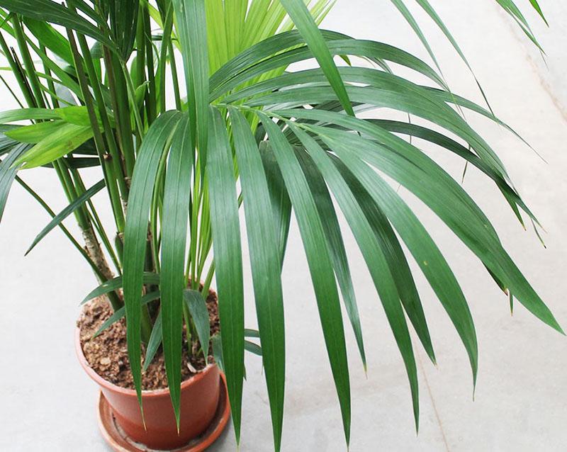 растение из семейства пальмовых