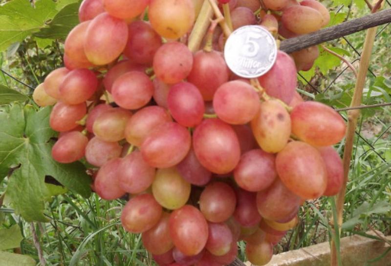 вкусовая характеристика винограда румба