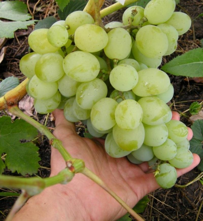 виноград талисман описание сорта фото
