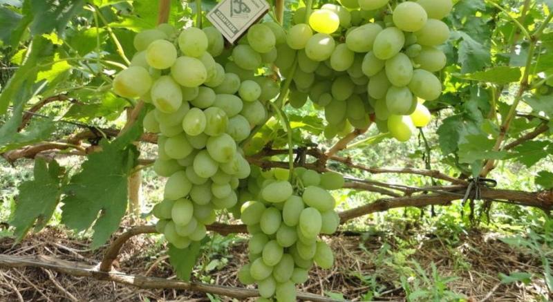 виноград талисман характеристика