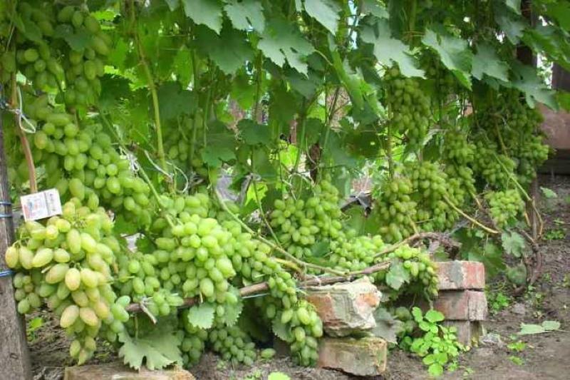 куст винограда тимур