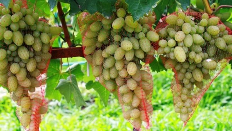 грозди винограда тимур