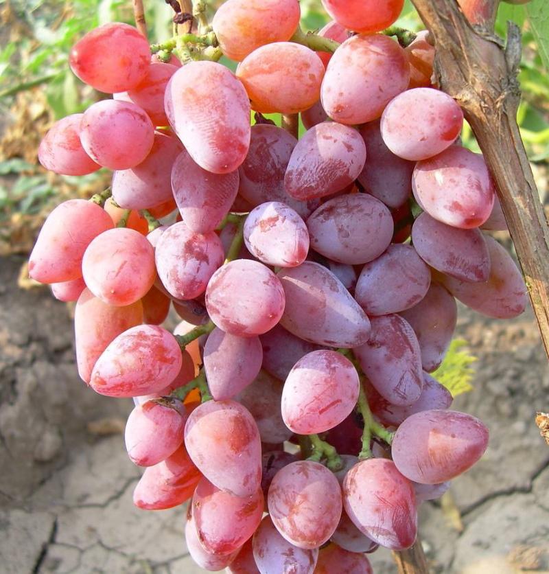 виноград тимур розовый