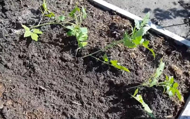 выращивание помидоров по методу И. М. Маслова
