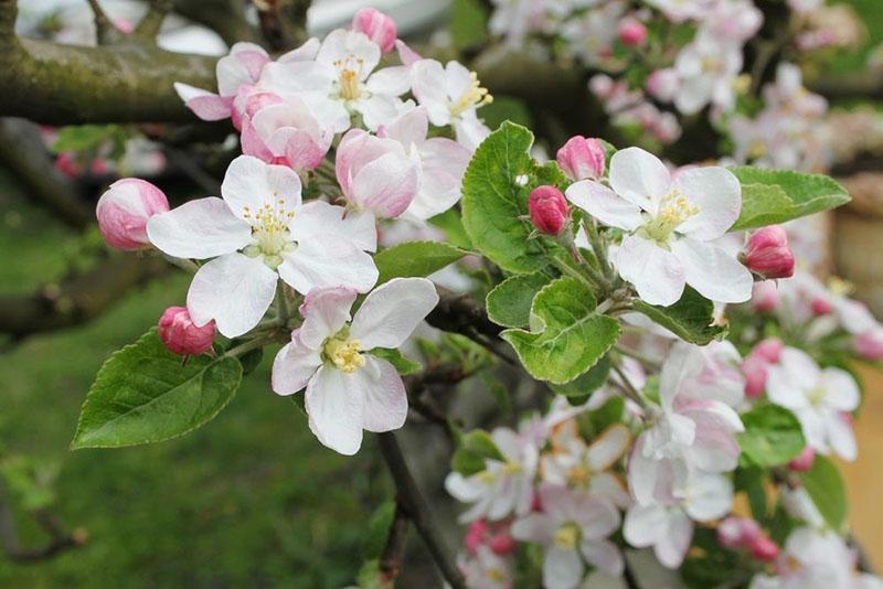 цветут яблони сорта Уралец