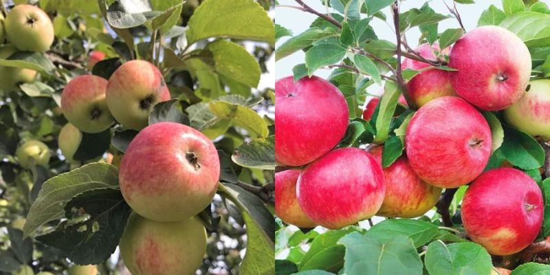 обильное плодоношение яблони сорта Уралец