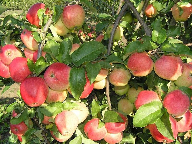 Найдите место для яблони Кандиль орловский на приусадебном участке