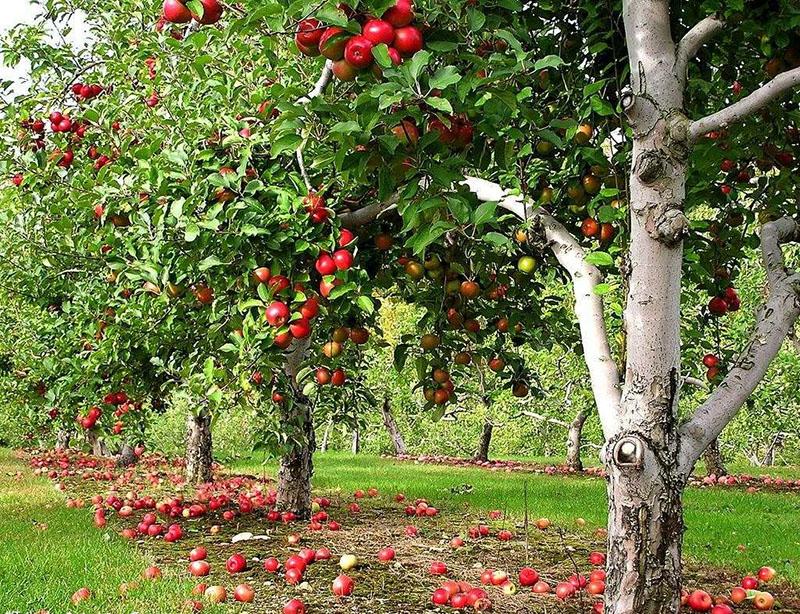 удачное место выращивания яблонь