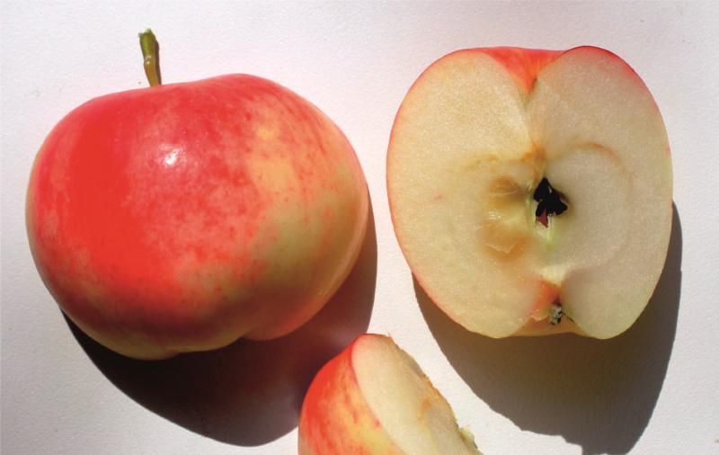 плоды яблони мантет