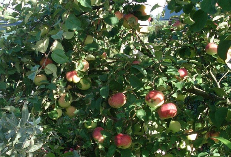 высокоурожайная яблоня сорта Орловим