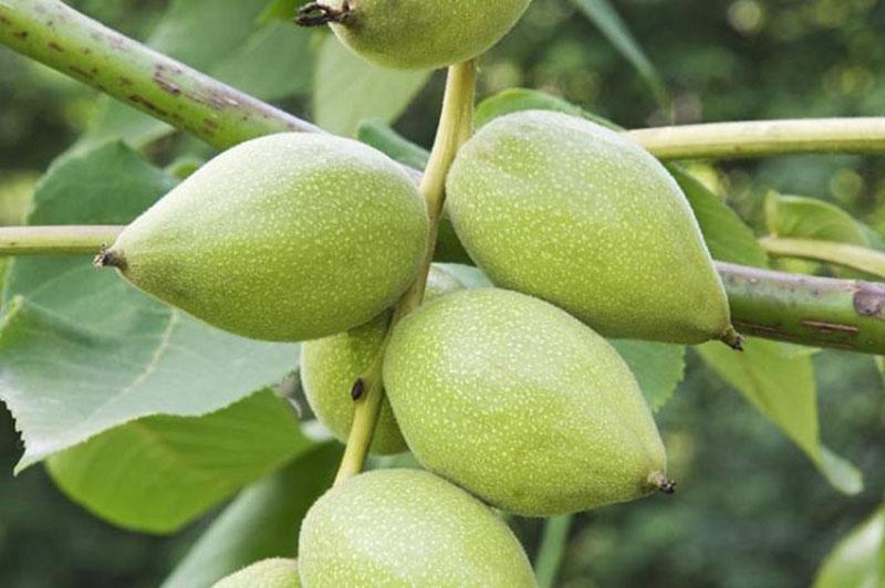 плоды маньчжурского ореха