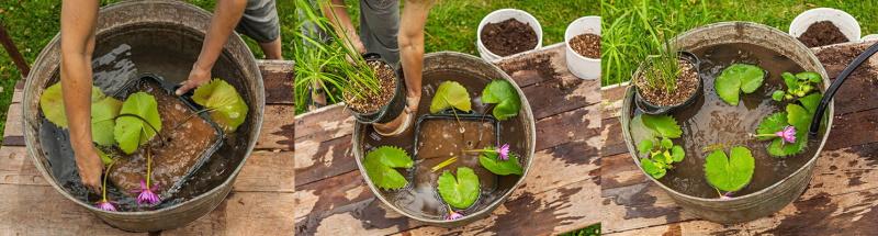 как посадить водные растения в пруду