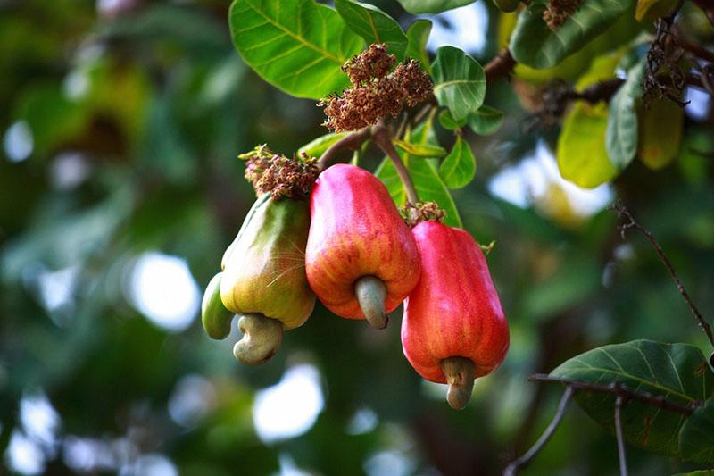 плоды бразильского ореха