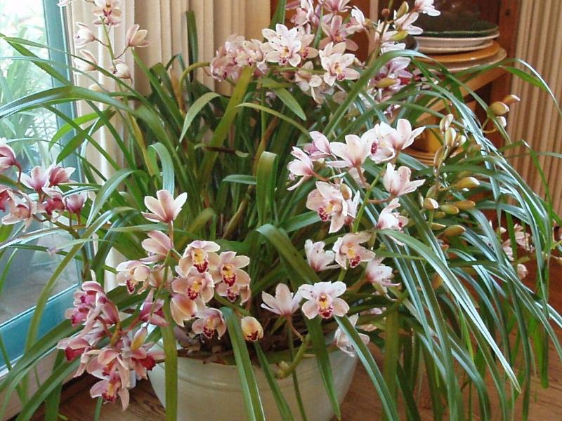 орхидея цимбидиум уход в домашних условиях