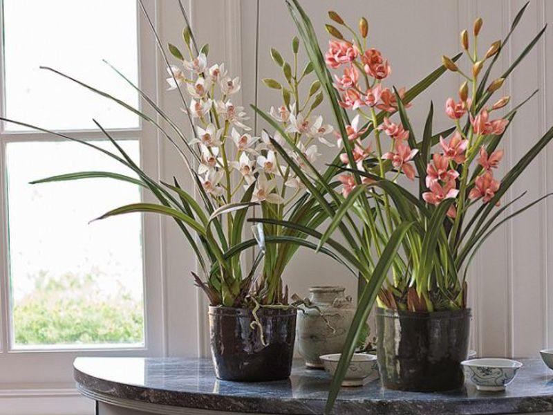 орхидея цимбидиум уход в домашних условиях за эпифитом