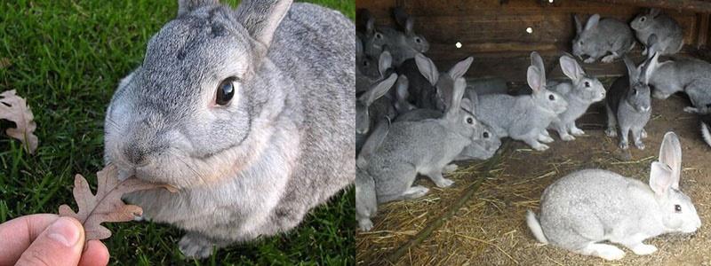 размножение кроликов