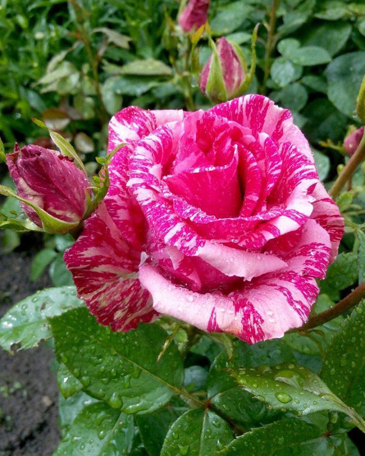 Розы чайно гибридные сорта зимостойкие фото