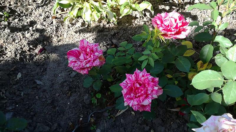 уход за розой в саду
