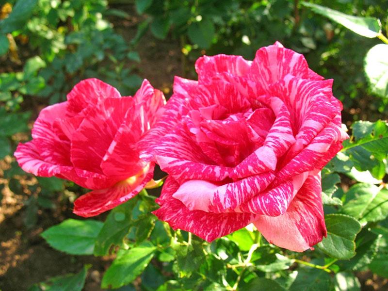 чайно-гибридная роза Пинк Интуишн