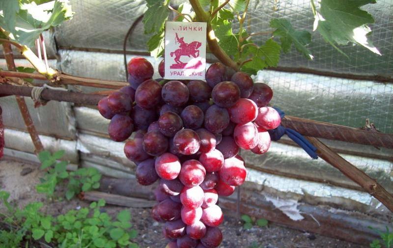 виноград заря несветая описание сорта фото