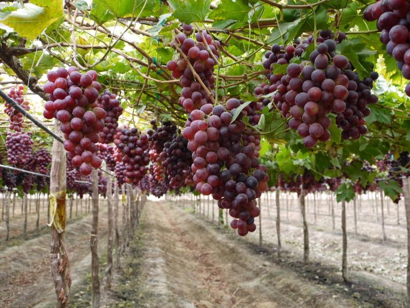 куст винограда заря несветая