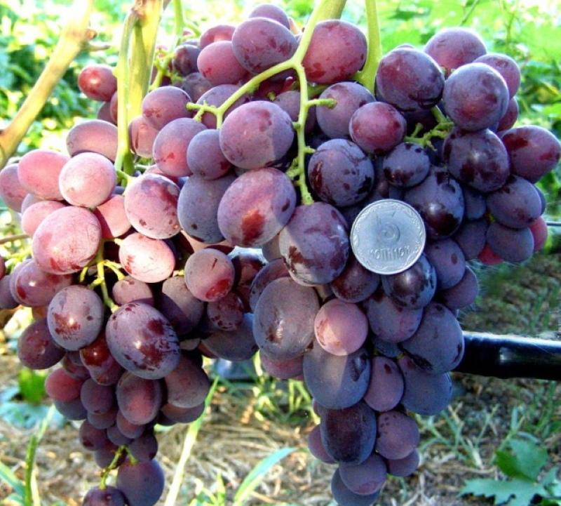 Виноград Заря Несветая - описание сорта, фото лучшего гибрида