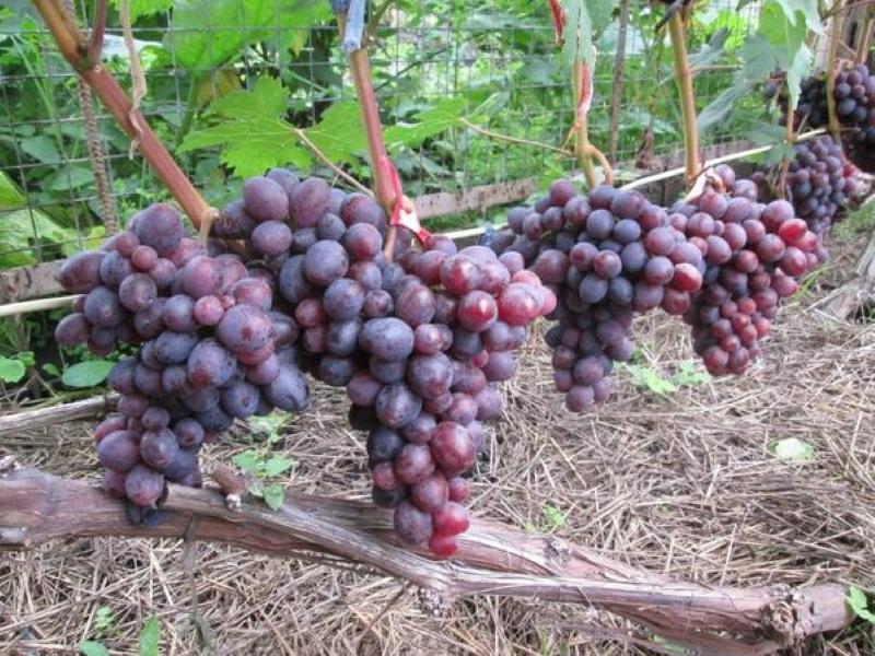 виноград заря несветая описание сорта плюсы и минусы