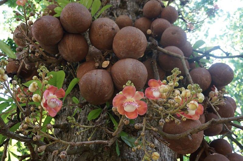 бразильские орехи и цветы
