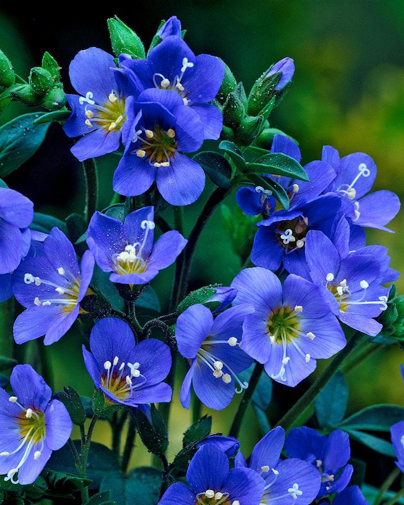 Голубые цветы на клумбе фото