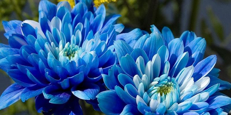 голубые и синие цветы астр