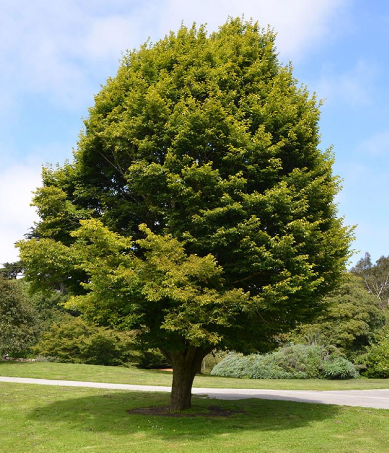 Дерево с волнистыми ветками как называется фото и название