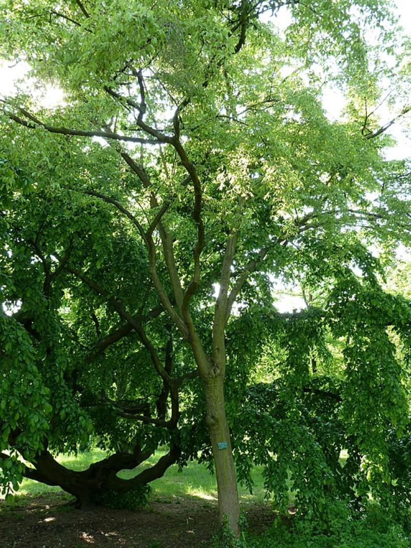 Верба фото дерева и листьев летом