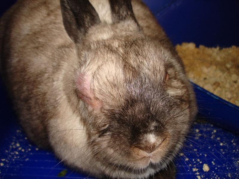 лечение пастереллеза у кроликов
