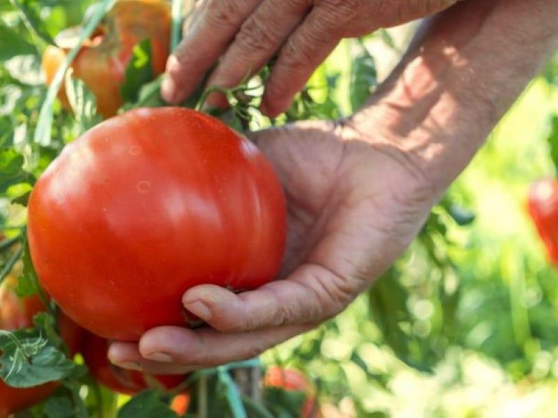 лучшие сорта томатов для сибири