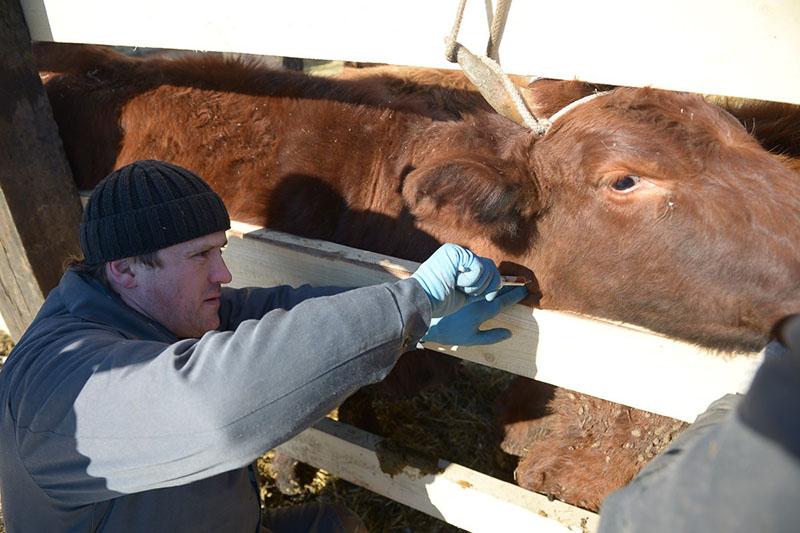вакцинация крупного рогатого скота