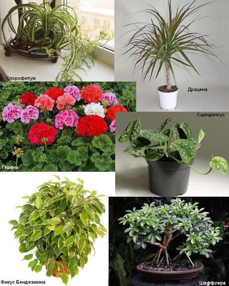 Комнатные растения которые любят солнце и жару фото и названия