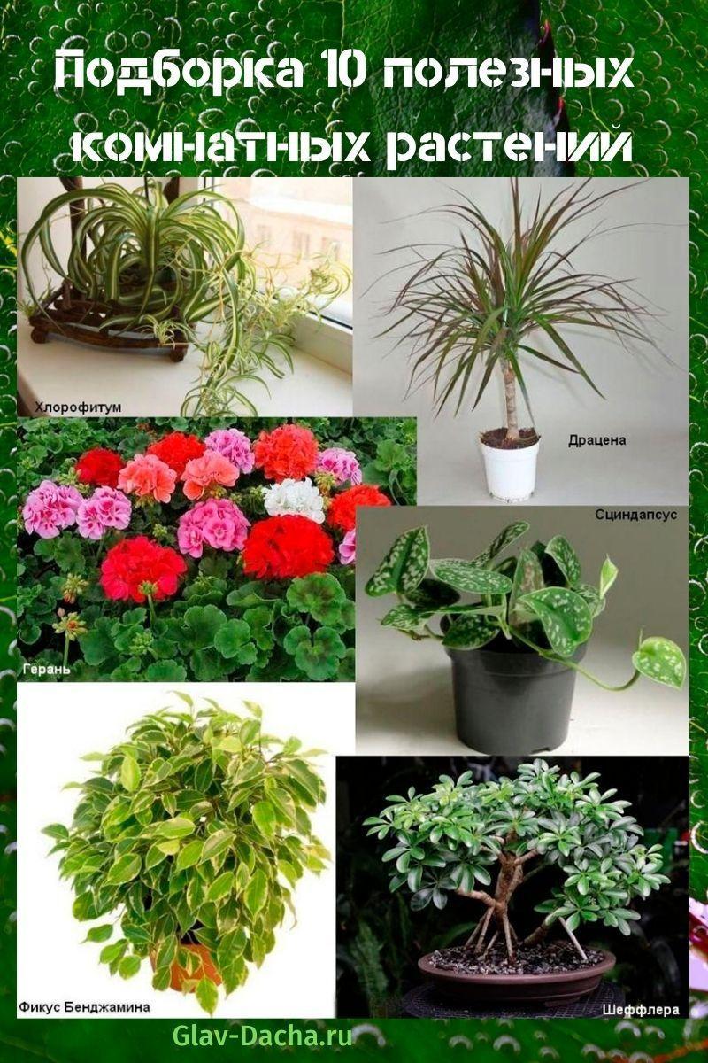 Полезные Комнатные Растения Фото