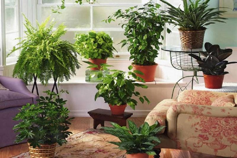 полезные комнатные растения в зоне отдыха