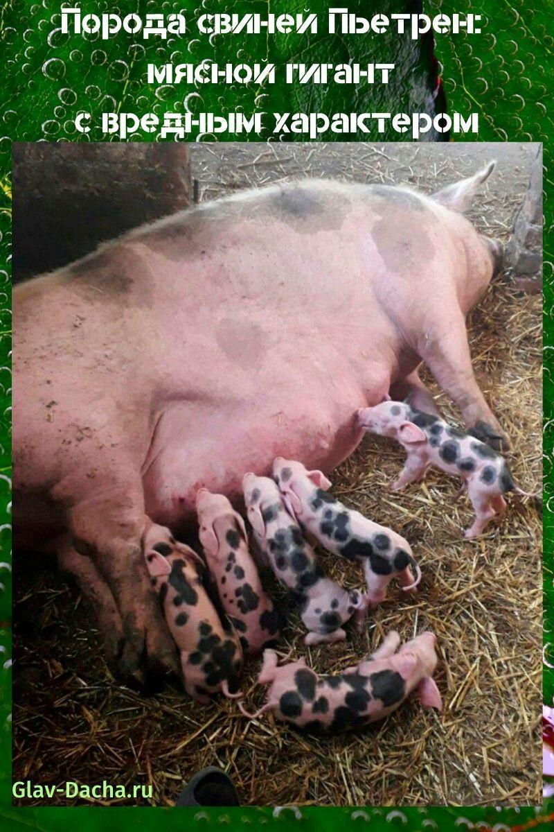 порода свиней Пьетрен