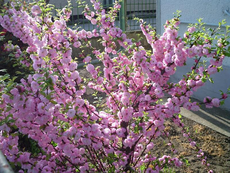 сакура весной