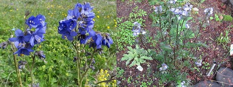 выращивание синюхи голубой из черенков