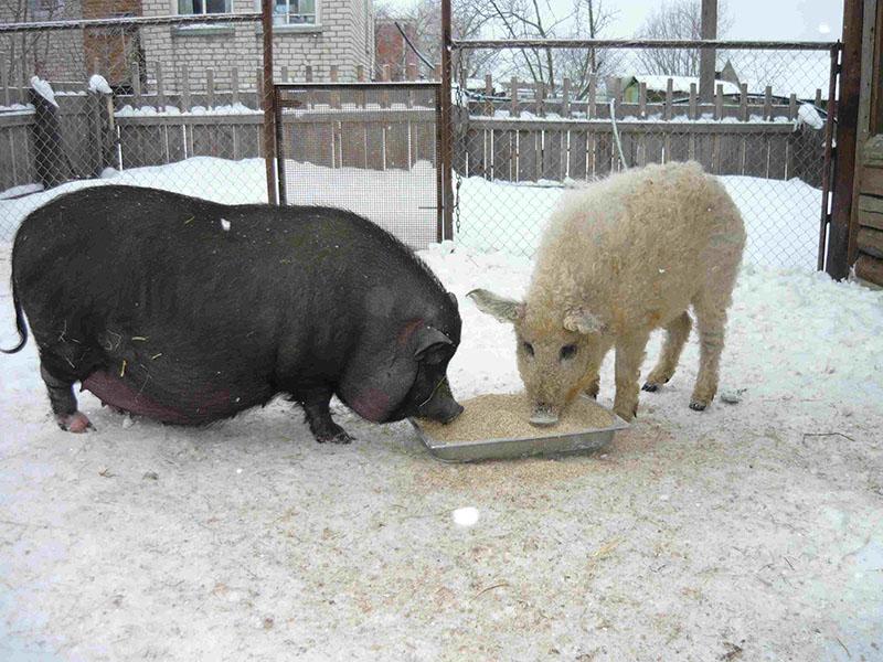 рацион питания свиней