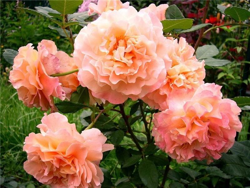 роза августа луиза фото и описание