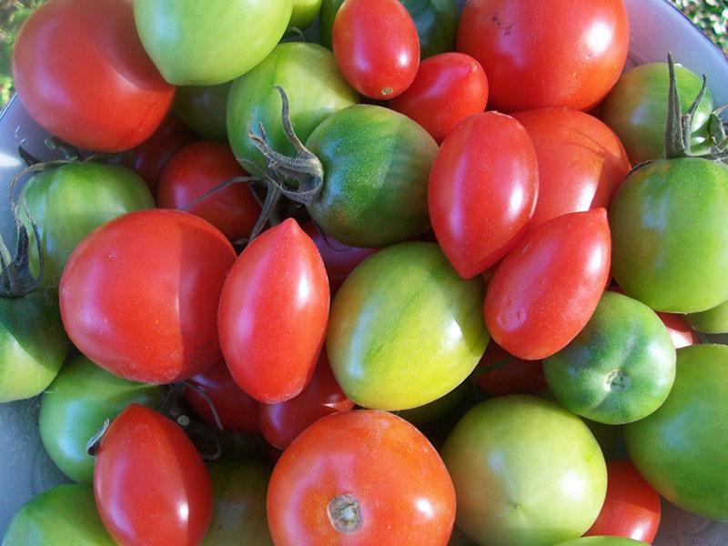 использование спелых и зеленых помидор
