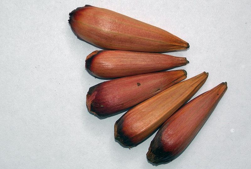 семена араукарии